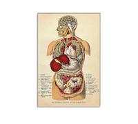 SSOPTMCB Human Body Organ Systems Poster - Vintage Anatomy Chart Reproduction on Canvas - Wall-Art for Doctor Office, Classroom, Study & Contemporary Living Room(Framed,08x12inch(20x30cm))