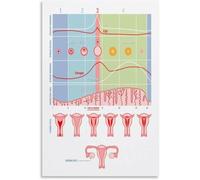 SSOPTMCB Menstrual Cycle Phases Educational Poster - Female Biology Chart, Anatomical Science Art Print for Home Decor(Unframed,16x24inch(40x60cm))