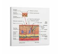 SSOPTMCB Skin Anatomy Chart Detailed Human Skin Structure Poster Dermatology Education Wall-Art Vintage Print for Clinic Study Room Home Decor(Framed,16x24inch(40x60cm))