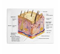 SSOPTMCB Skin Anatomy Chart Poster Human Skin Structure Educational Art Canvas Print for Dermatology Office Home Wall Decor(Unframed,12x18inch(30x45cm))