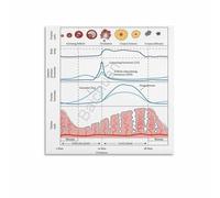 SSOPTMCB The Cycle of Hormones Poster, Menstrual Phase Chart, Vintage Style Science Art Print for Home Office, Clinic Education Room, Women‘s Space(Framed,08x12inch(20x30cm))