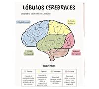 SSOPTMCB The Four Lobes of the Brain Anatomy Poster, Cerebral Cortex Chart for Psychology Class, Neurology Art Print for Office or Study Room Decor(Framed,12x18inch(30x45cm))