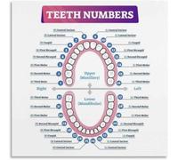 SSOPTMCB Tooth Number Chart - Anatomy with FDI System for Student Education, Clinic Wall Decor(Framed,12x18inch(30x45cm))