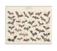 SSOPTMCB Vintage North American Bat Guide Poster, Wildlife Knowledge Chart of Bats, Retro Aesthetic Canvas Wall-Art for Home Office Decor (Unframed,12x18inch(30x45cm))