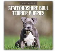 Staffordshire Bull Terrier Puppies 2026 Square Wall Calendar: Original Red Robin Publishing Ltd-Kalender [Mehrsprachig] [Kalender]
