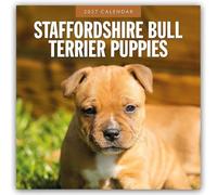 Staffordshire Bull Terrier Puppies 2027 Square Wall Calendar: Original Red Robin Publishing Ltd-Kalender [Mehrsprachig] [Kalender]