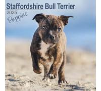 Staffordshire Bull Terrier Puppies Calendar 2025 Square Dog Puppy Breed Wall Calendar - 16 Month
