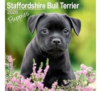 Staffordshire Bull Terrier Puppies Calendar 2026 Square Dog Puppy Breed Wall Calendar - 16 Month
