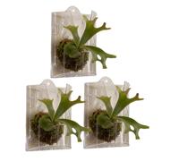 Staghorn Fern Mounting Board, Vertical Hanging Plant Holder Set, Decorative Wall Mounted Orchid Planter, Breathable Fiber Plant Container Frame Design, Display Decor System, for Balcony Porch