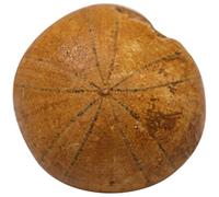 STAHAD Especimen Fósil de Erizo de Mar Natural 1 Pieza Modelo de Simulación para Educación Científica Decoración Didáctica para Prácticas Docentes y Adorno de Mesa