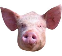 STAR CUTOUTS SM443 - Máscara de cerdo de cartón, increíble punto de conversación, muy realista