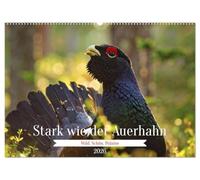 Stark wie der Auerhahn (Wandkalender 2026 DIN A2 quer), CALVENDO Monatskalender: Entdecken Sie die Faszination des Auerhahns - ein Symbol unberührter Natur, majestätischer Präsenz und wilder Eleganz.