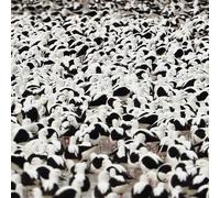 Stella Donnelly - Flood [Casete]