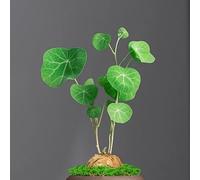 Stephania Erecta - Color raro, adecuado para uso en interiores y exteriores, fácil de cultivar-1 tubérculo-L