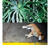 Steve Bates - All The Things That Happen - Vinyle 180 Gr [Vinilo]