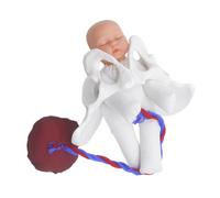 STOBAZA Modelo De Pelvis Embarazo Simulador Del Proceso De Parto Para Educación Prenatal Herramienta De Demostración Del Parto Enseñanza Del