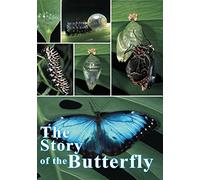 Story Of The Butterfly [Edizione: Stati Uniti] [Italia] [DVD]