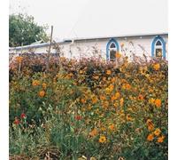 Strang - Blue Cheese [Vinilo]