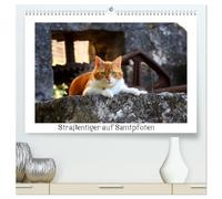 Straßentiger auf Samtpfoten (hochwertiger Premium Wandkalender 2026 DIN A2 quer), Kunstdruck in Hochglanz: Schöne Fotos von draußen lebenden Hauskatzen