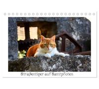 Straßentiger auf Samtpfoten (Tischkalender 2026 DIN A5 quer), CALVENDO Monatskalender: Schöne Fotos von draußen lebenden Hauskatzen