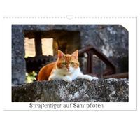 Straßentiger auf Samtpfoten (Wandkalender 2026 DIN A3 quer), CALVENDO Monatskalender: Schöne Fotos von draußen lebenden Hauskatzen