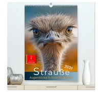 Strauße - Augenblicke in freier Wildbahn (hochwertiger Premium Wandkalender 2026 DIN A2 hoch), Kunstdruck in Hochglanz: Große Augen, lange Beine auf dem Catwalk der Natur.