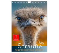 Strauße - Augenblicke in freier Wildbahn (Wandkalender 2026 DIN A4 hoch), CALVENDO Monatskalender: Große Augen, lange Beine auf dem Catwalk der Natur.