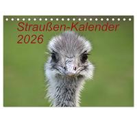 Straußen-Kalender 2026 (Tischkalender 2026 DIN A5 quer), CALVENDO Monatskalender: Ein Kalender über die verschiedenen Mimiken von Straußen-Vögel