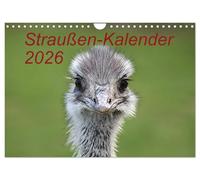 Straußen-Kalender 2026 (Wandkalender 2026 DIN A4 quer), CALVENDO Monatskalender: Ein Kalender über die verschiedenen Mimiken von Straußen-Vögel