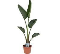 Strelitzia Augusta Planta de Interior Natural Decoración del Hogar