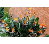 Strelitzia Reginae Birds of Paradise: 3