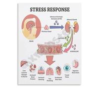 Stress Response Biology Poster Nervous System Educational Chart Canvas Wall Art for Anatomy Classroom and Study Room Decor(Framed,12x18inch(30x45cm))