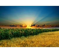 STROXTH WALLPAPER Papel Pintado Flores De Girasol 150cmx105cm Pintura Al Óleo De Un Paisaje Pastoral Con Campos De Trigo Dorado 3D Fotográfico Sala Estar Dormitorio Decoración Pared