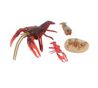 Stylebest Juego de Modelos de Ciclo de Vida de Langosta, Figuras de Etapa de Crecimiento Realistas para Decoración Educativa del Hogar, PVC, 4 Uds.