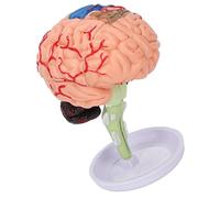 Stylebest Modelo de Cerebro Anatómico 4D, Herramienta Educativa de Vinilo de Estructura Transparente para Estudios y Aprendizaje de Anatomía, 1 Unidad