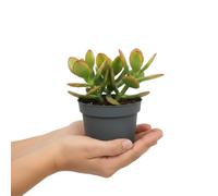 Suculenta Decorativa Crassula Ovata DECOALIVE, Planta del Dinero en 10 cm Ø, 15 cm de Altura