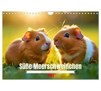 Süße Meerschweinchen (Wandkalender 2026 DIN A4 quer), CALVENDO Monatskalender: Sie piepsen nicht viel, aber sagen trotzdem, ich hab dich lieb.