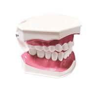 SUIOPPYUW El modelo de dientes de tamaño estándar que demuestra ejercicios precisos para equipos de enseñanza puede mostrar diferentes ángulos del modelo