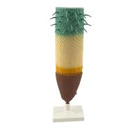 SUIOPPYUW Equipo de enseñanza de biología Modelo Educativo Que revoluciona los métodos Tradicionales de Aprendizaje de Ciencias con Secciones longitudinales y transversales