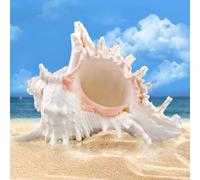 SUNOYA Conchas Marinas Naturales,18-20cm Conchas Marinas Gigantes,Enormes Caracolas Oceánicas,Conchas Marinas Grandes para Decoración del Hogar,Bricolaje