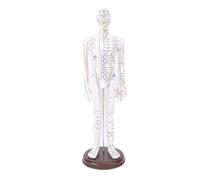 Sunydog MODELO DE ACUPUNTURA DE CUERPO COMPLETO CON BASE PARA ENSEÑANZA DEL ESTUDIANTE (Masculina)