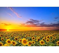 Super Power® 1000 Piezas Girasoles Mar de Flores Puesta de Sol Paisaje Adultos Juguetes de Rompecabezas de Madera Puzzle Marco de Fotos Familiar Regalos