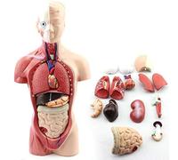 superply Modelo de anatomía | Cuerpo de torso humano de 11 pulgadas | Esqueleto del cerebro del corazón | Herramienta educativa de la escuela de medicina