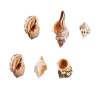 SUPVOX 6 Piezas De Concha De Cangrejo Ermitaño Concha De Playa Colección Fiesta Temática Oceánica De Cangrejo Marinas Naturales Decoración