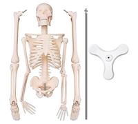 Surluoen Modelo de Esqueleto de AnatomíA AnatóMica de 45 Cm Cartel Aprender Ayuda AnatomíA Modelo EsqueléTico Humano