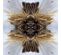 Sutra