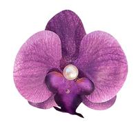 Sweet Phalaenopsis - Horquilla para el pelo con diseño de flores de moda 2024 con perlas florales para mujer, tocado único para mujer