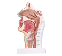 Swiixxer Anatómica Cavidad Nasal Garganta Modelo De Anatomía Médica Para La Estudio En El Aula Exhibicióndel Modelo De Enseñanza