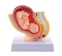 Swiixxer Embarazo Humano Desarrollo Fetal 9º Mes Modelo PéLvico Embrionario Feto Embarazo AnatomíA Modelo de Placenta
