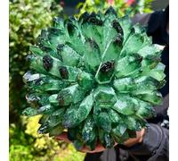 SWRVVMJDTN Green Phantom Quartz Crystal Cluster Sample Solidification, Home Decoration, Crystal Ornaments (Size : 450-500g)